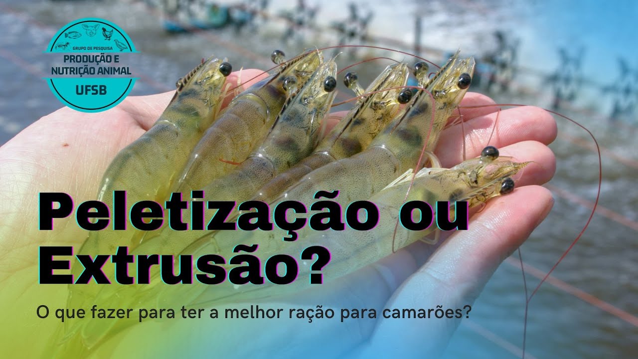 Peletização ou extrusão das rações de camarões? | O que fazer?