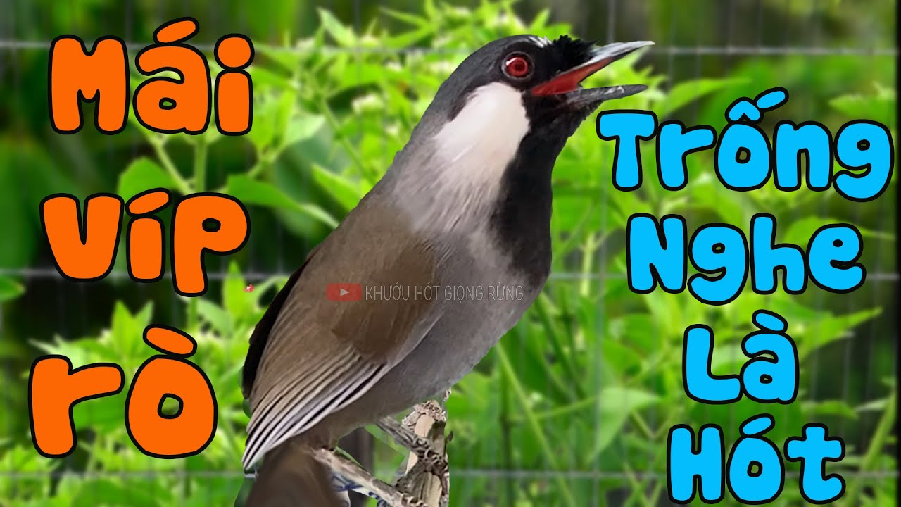 Khướu Mái Rò.. RO RO Kích Trống Hót Siêu Nhạy - Bổi Căng Lửa,Nghe Là Phải Chơi! G43/ khướu mái.