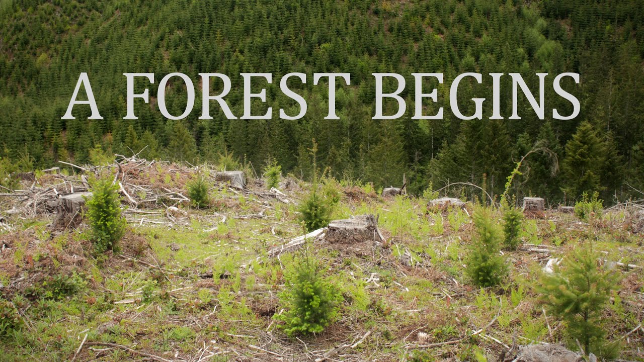 A Forest Begins: Timelapse of a Planted Forest