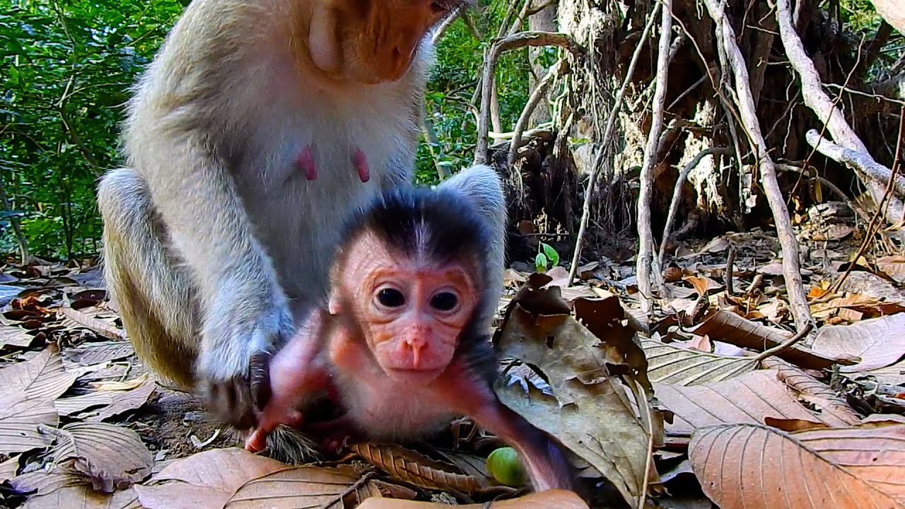 Not Bad! Monkey Elpida Catches Cute Tiny Baby Evian Wrong Way | @IShowMonkeyTV