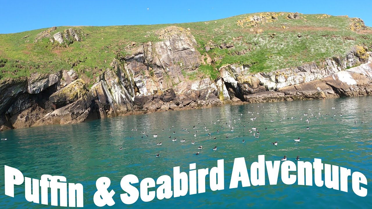 The Puffins and Seabirds of the stunning Skomer Island, Wales