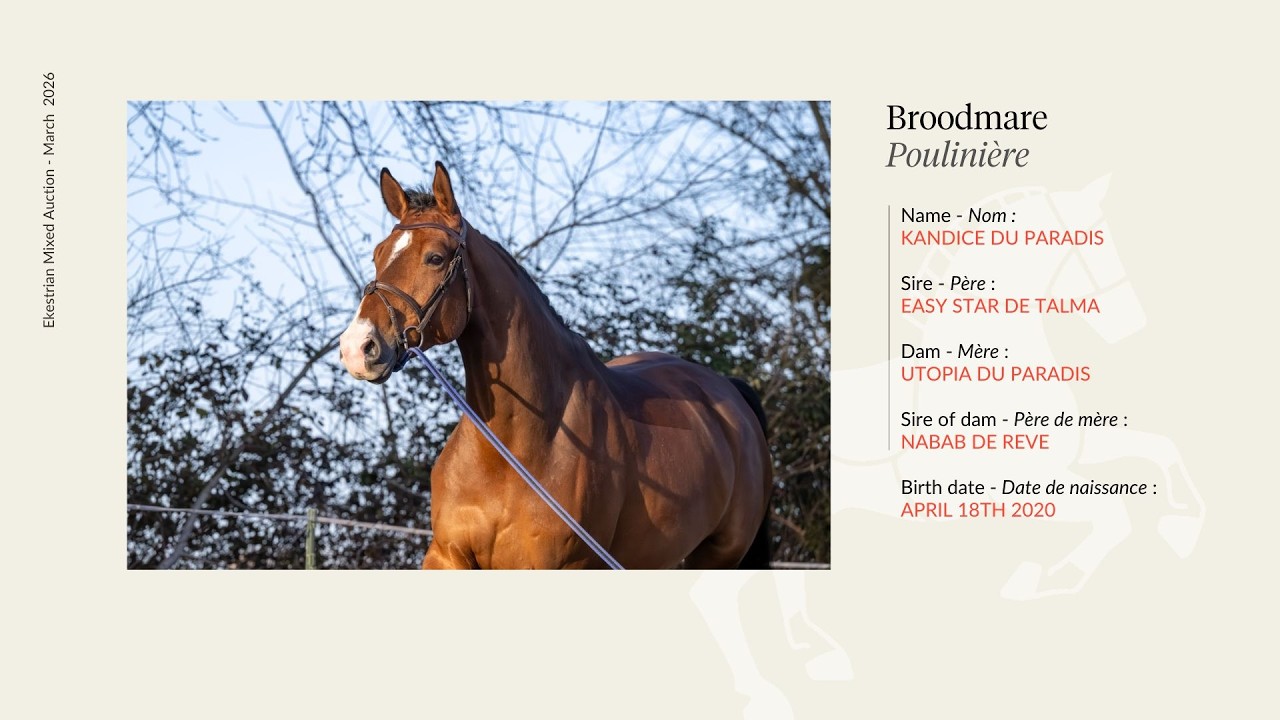 Lot 13 - Granddaughter of Fragance de Chalus !