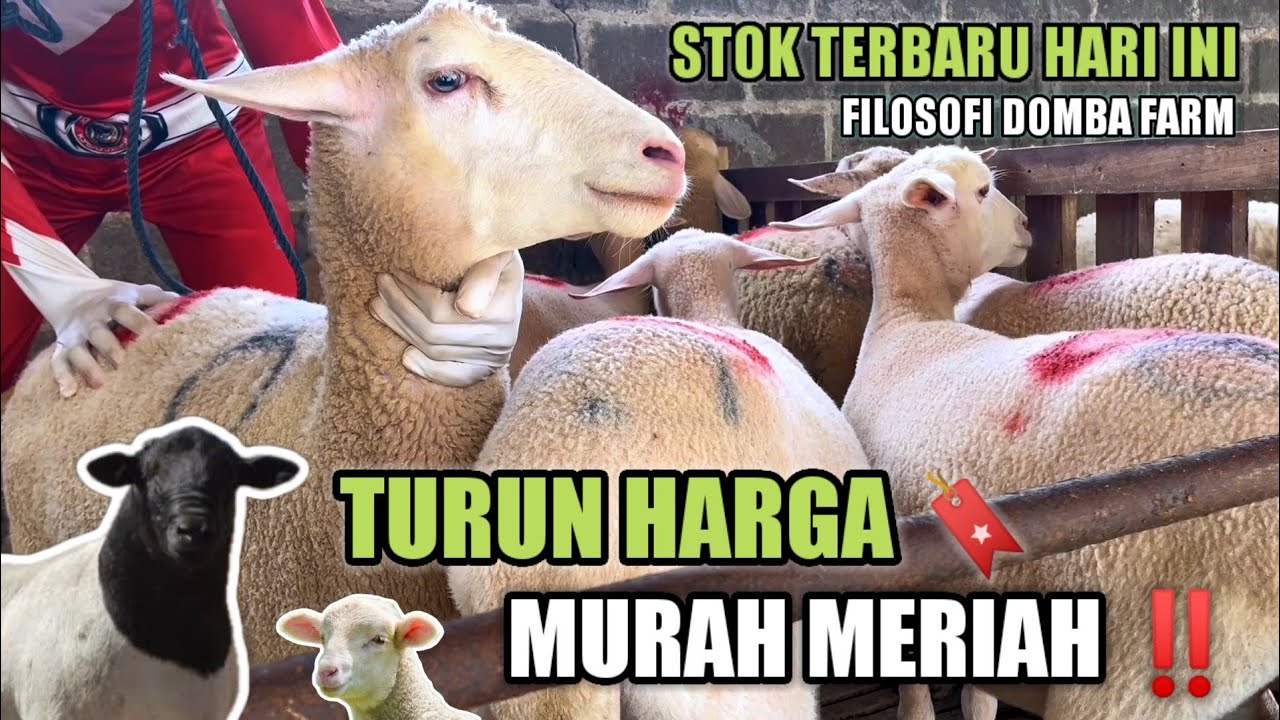 RIVIEW HARGA DOMBA STOK TERBARU PAKET BREEDING TERMURAH DI FILOSOFI DOMBA FARM BLITAR