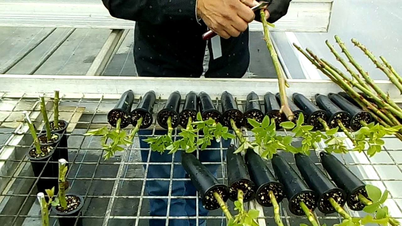 INJERTOS ROSAS EN TUBETES