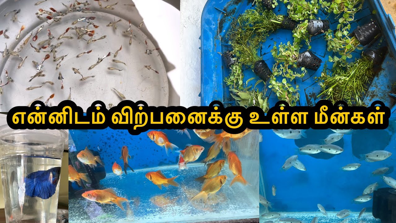 என்னிடம் விற்பனைக்கு உள்ள மீன்கள்|Erode|Guppy|All In Our Fishes|Sales |Aquarium#petslovechannel 