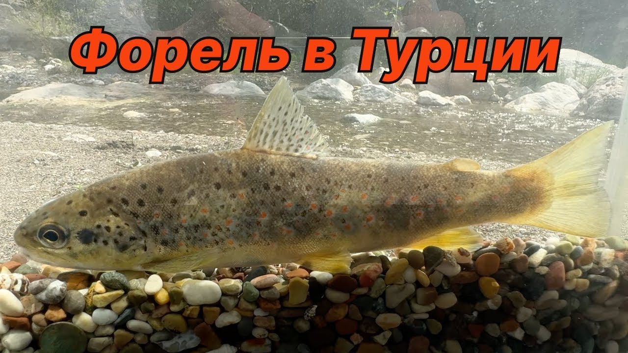 ФОРЕЛЕВАЯ РЫБАЛКА В ТУРЦИИ. Активность рыбы поражает (4K)