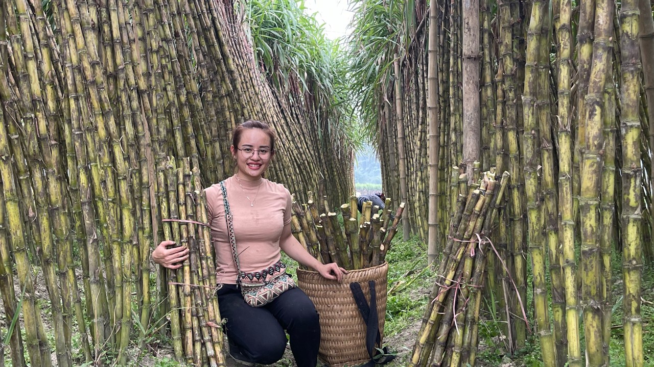 Harvesting sugarcane stalks to sell at the market.