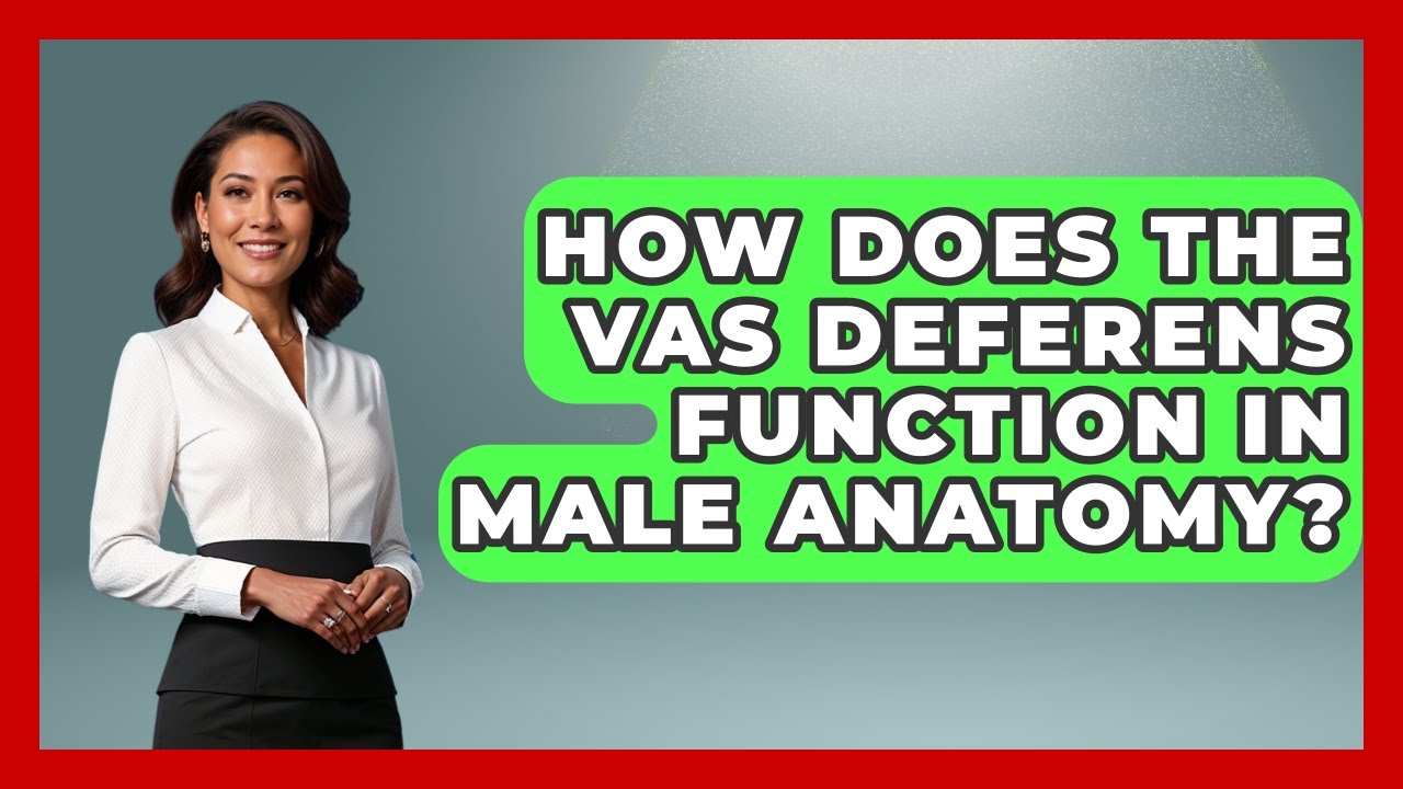 How Does The Vas Deferens Function In Male Anatomy? - All About Anatomy Answers