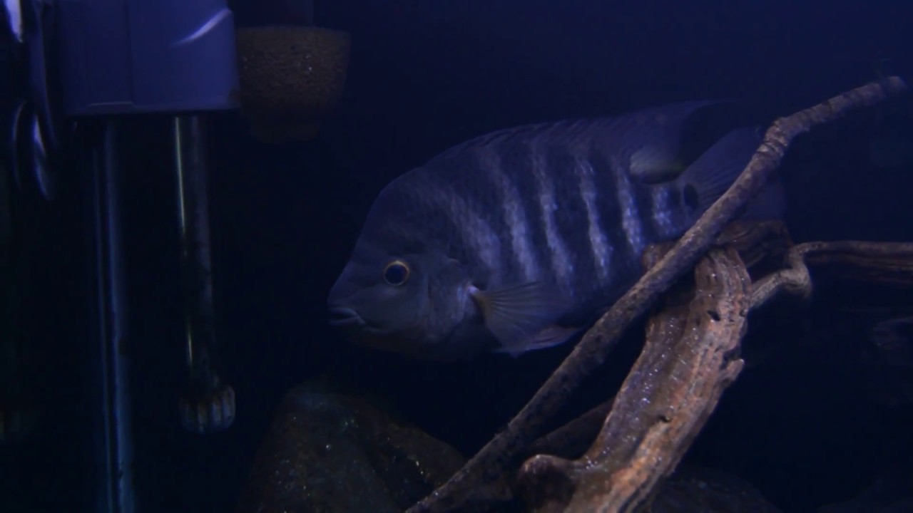 Red Devil/Barred Midas Cichlid Aquarium (HD)