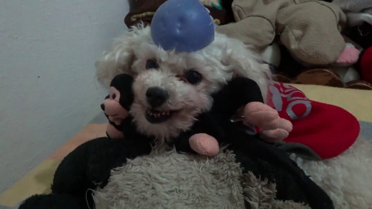 Mixzy dog with hat