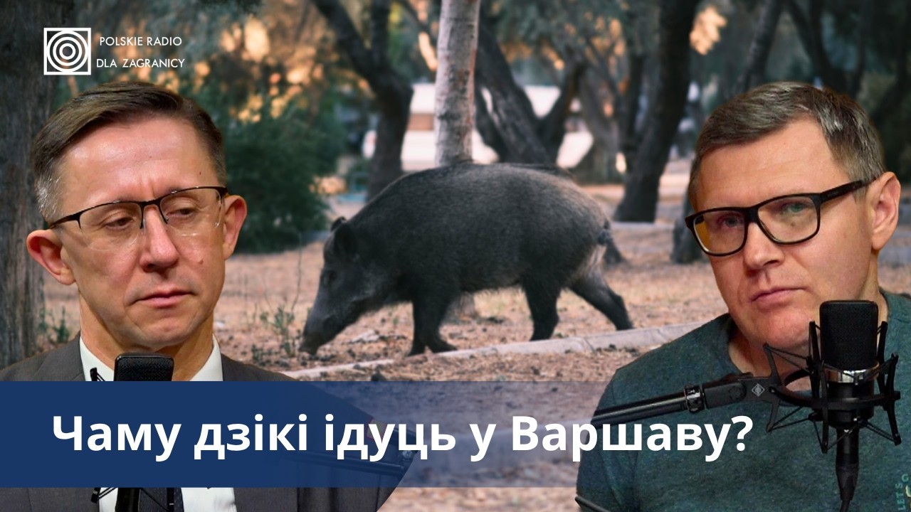 Дзікі ў Варшаве: чаму яны ўжо ўсё часце жывуць у горадзе?