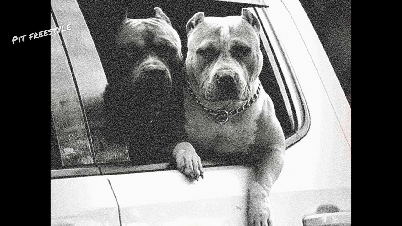 [FREE] Hard Trap Type Beat | Aggressive Trap Instrumental “Pit Freestyle ”| Freestyle 2026