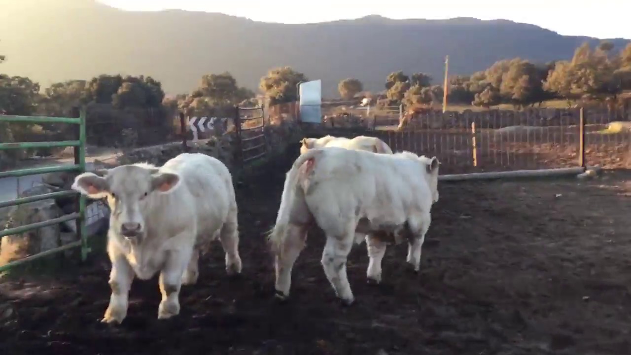 Becerros para Salamanca Marzo 2018. Charoles Los Pios.