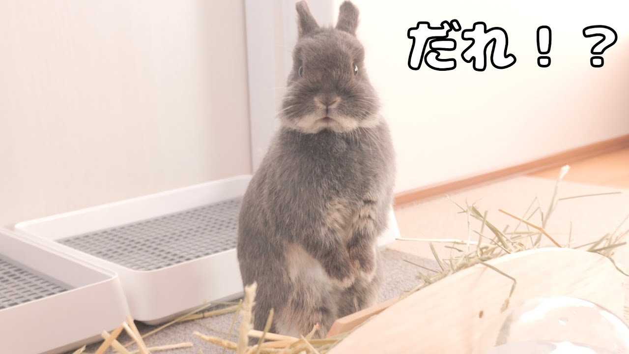 初めて朝帰りをしたらウサギが立ち上がってメチャクチャ警戒されちゃいました【No.1088】