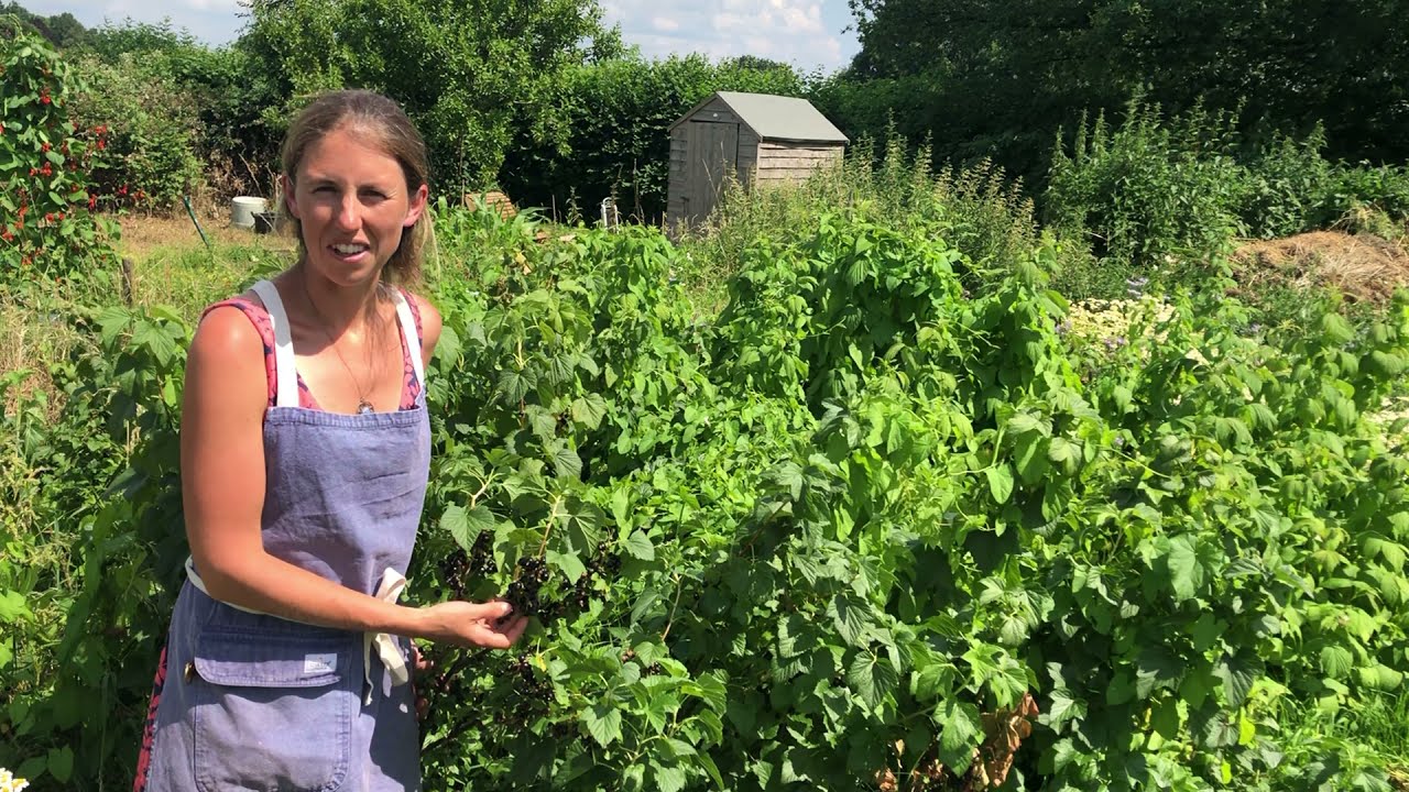Blackcurrants - much better than blueberries!