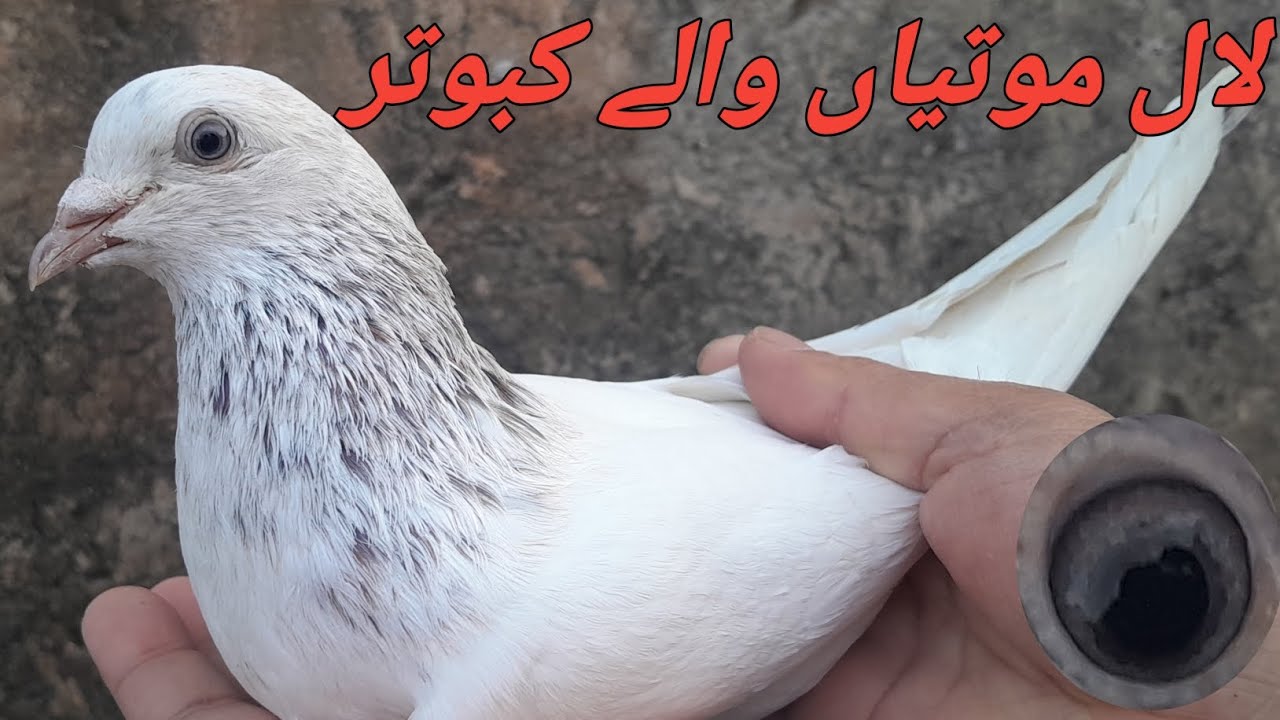 اوریجنل سیالکوٹی پرانی نسل کے لال موتی والے کبوتروں کشوق کریں دوستوں ویڈیو پوری دیکھنے شوق مزہ لیں