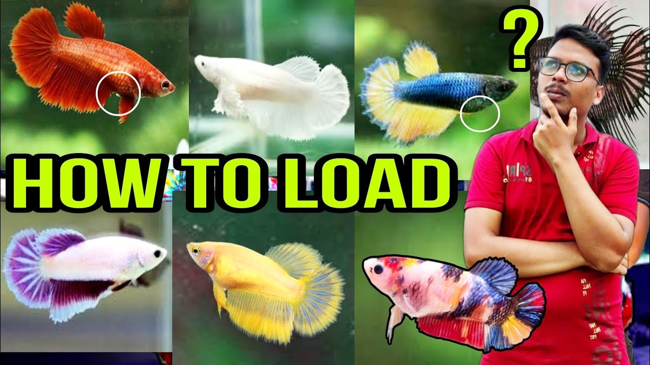 HOW TO LOAD 500+ EGGS IN FEMALE BETTA | BETTA FISH BREEDING | GUPPY FISH BREEDING | GOLDFISH BREDING