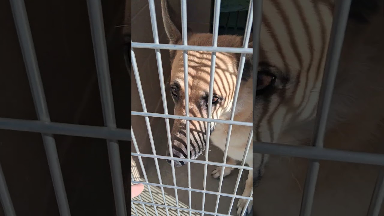 Foster German Shepherd Transformation 🐕💔➡️❤️ (Shelter to Loved)