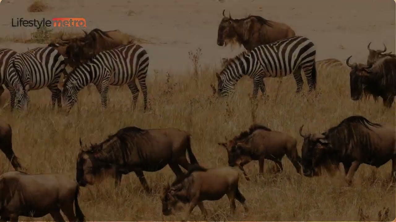 30 Best Places to Visit in Kenya - Travel Video and Guide