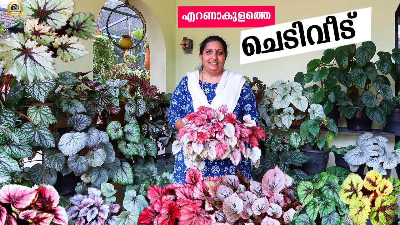 ചെടികൾ നിറഞ്ഞ ഈ വീട് കാണേണ്ടത് തന്നെ!BEGONIA PLANT CARE | How to Grow and Propagate Begonia Cuttings