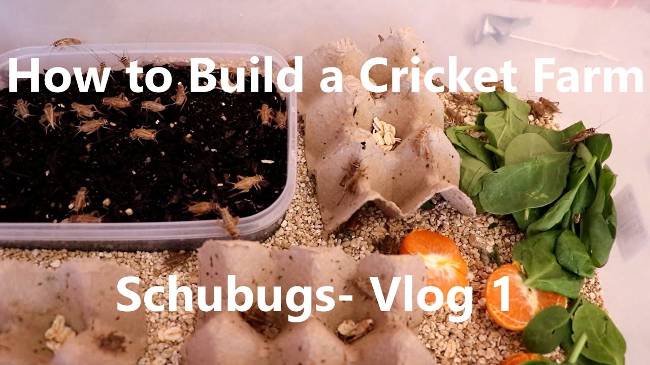 HOW TO BUILD A CRICKET FARM -  VLOG 1