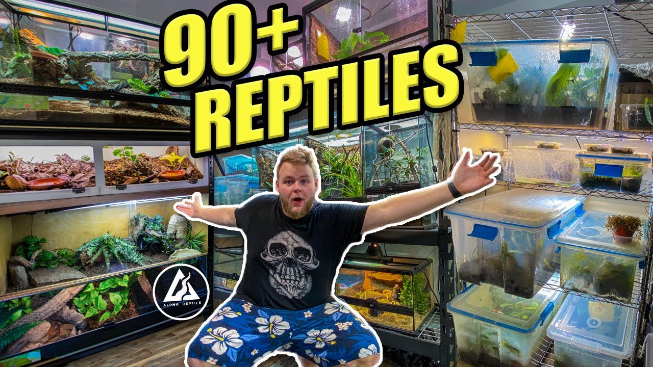 HUGE REPTILE ROOM TOUR October 2021!! | 90+ REPTILES