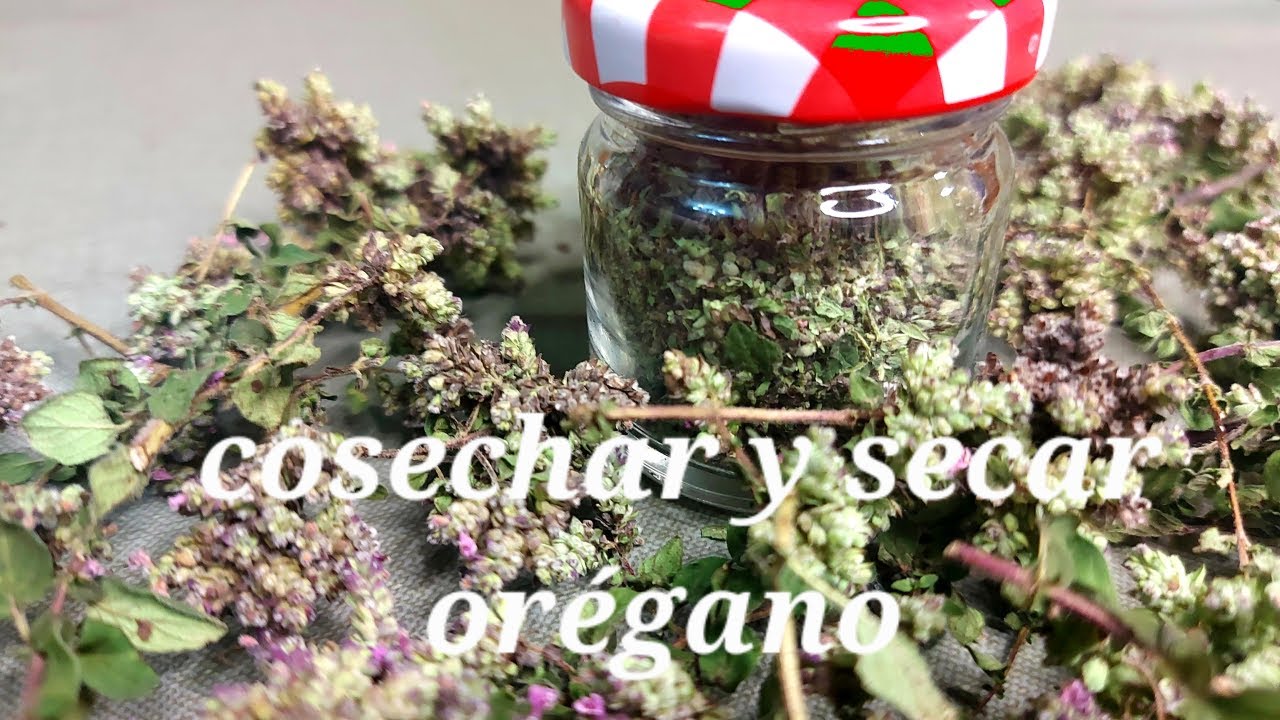 Recolectar y secar or&eacute;gano, este es el momento ideal.