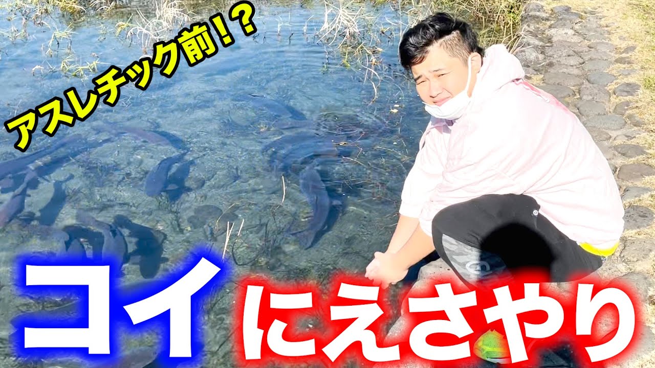 THE日常！コイに餌やりしてたらめちゃくちゃ癒された！？