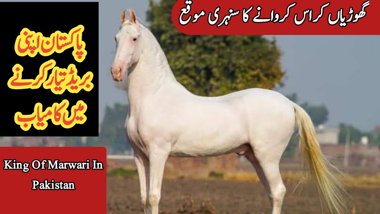 Top Class Stallion Marwari Horse In Pakistan | Marwari Horse At Tm Stud Farm | Stud Service |