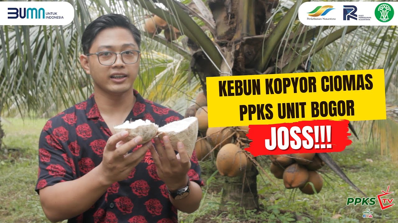 Kebun Kopyor PPKS Bogor JOSS!!