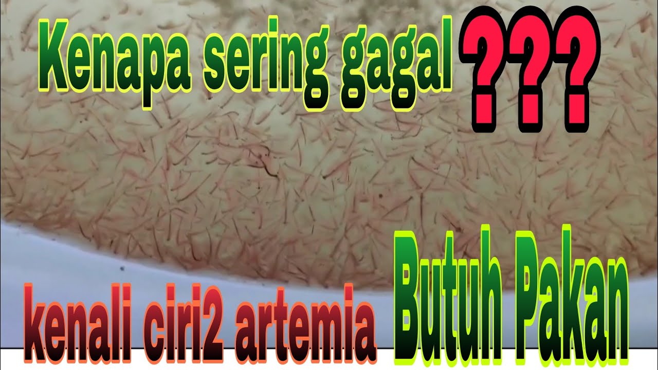CIRI2 ARTEMIA BUTUH PAKAN !!!