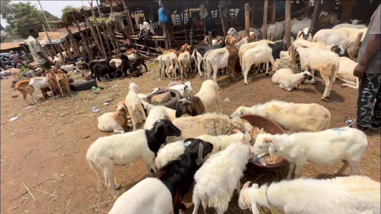 Live in “Egbosimé” marché de moutons-Lome-Togo (Lome’s famous Sheep Market)