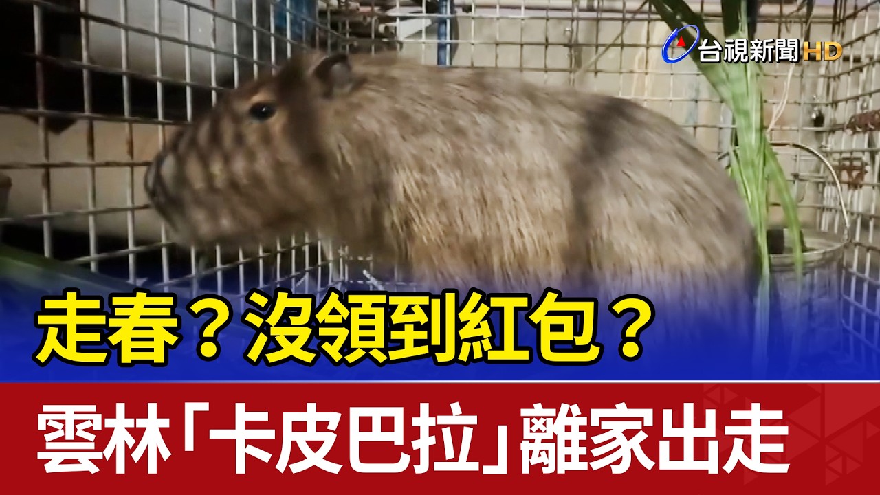 走春？沒領到紅包？ 雲林「卡皮巴拉」離家出走