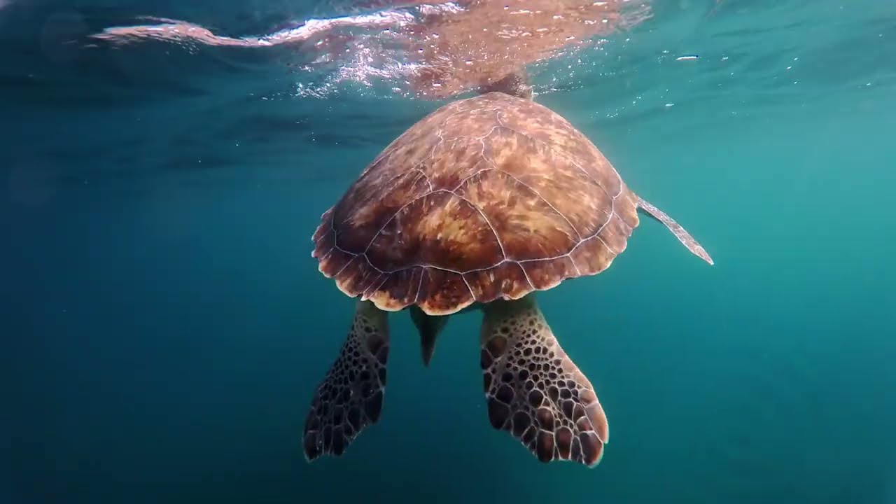 Plongée et PMT au cap vert