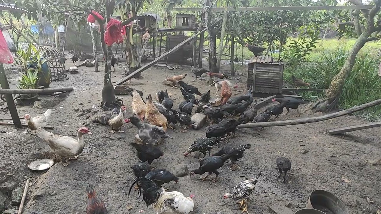 Sukses Ternak Ayam Kampung Sistim Tradisional. 
