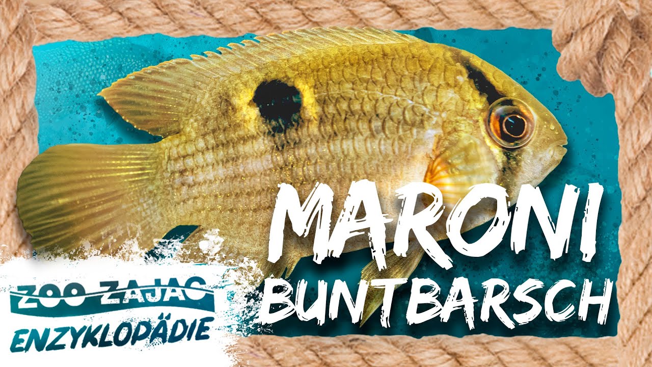 MARONIBUNTBARSCH | FISCHENZYKLOPÄDIE | Zoo Zajac