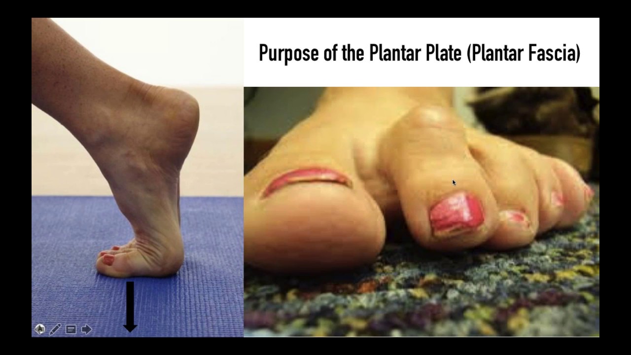 The Science of the Human Lever | Internal Fascial Architecture of the Forefoot with Dr Emily