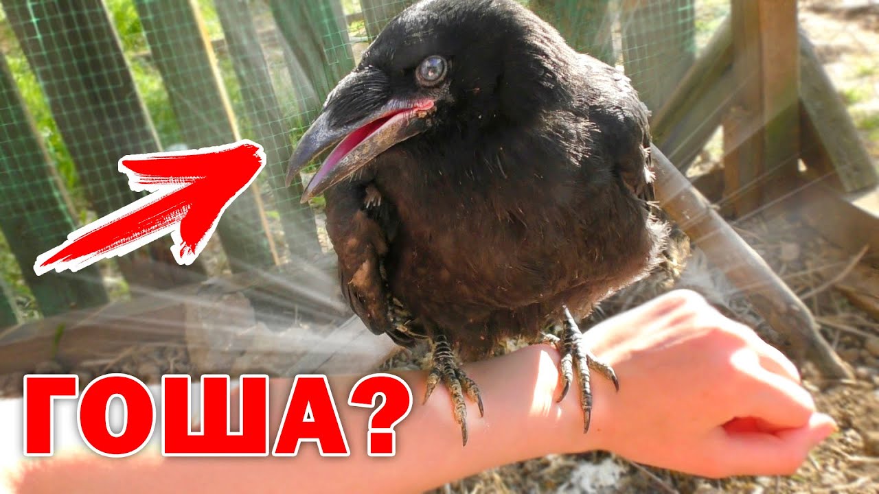 Гоша прилетел? Как приручить ворону? Мои ручные вороны Гоша и Маня. Новый питомец Гоша. - ASANYA