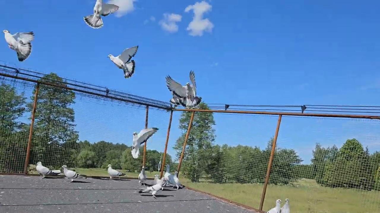 Gołębie Huberta 225😃 niedzielne ganianie 🤣