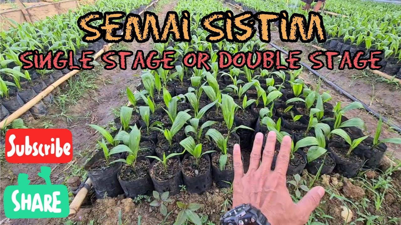Semai Kecambah Sawit sistim Single Stage atau Double Stage?