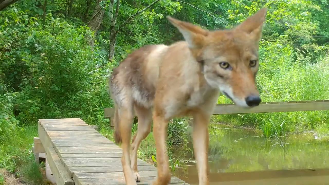 Connecticut Backyard Wildlife