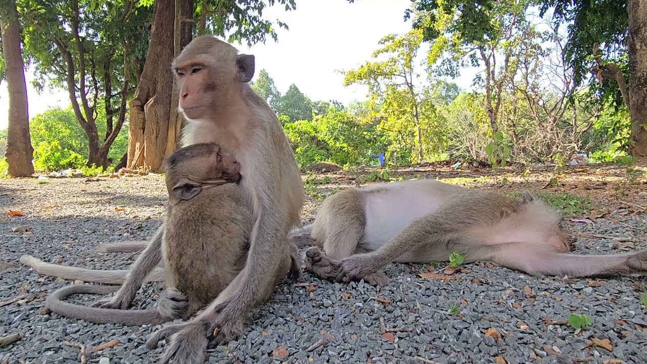Cute baby monkey hugs mother as mother searches for lice.