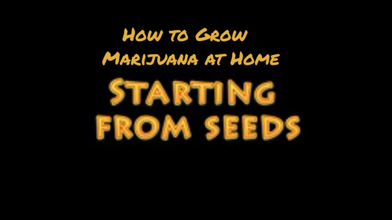 Documentary On How to Grow Marijuana at Home
