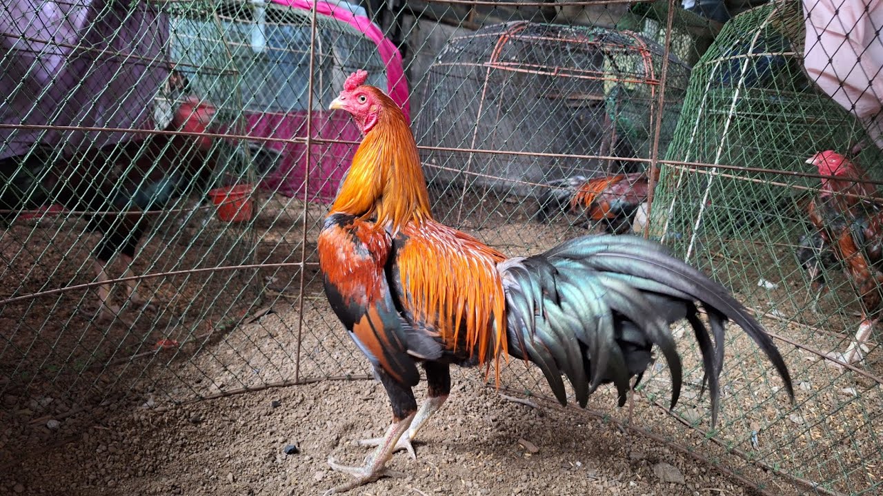คุยสบายสไตล์ผสมไก่#คัดเลือกไก่ไว้แข่งข้น