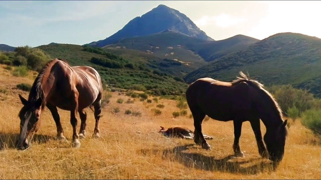 Prados Cimeros (Valverde de la Sierra, León)