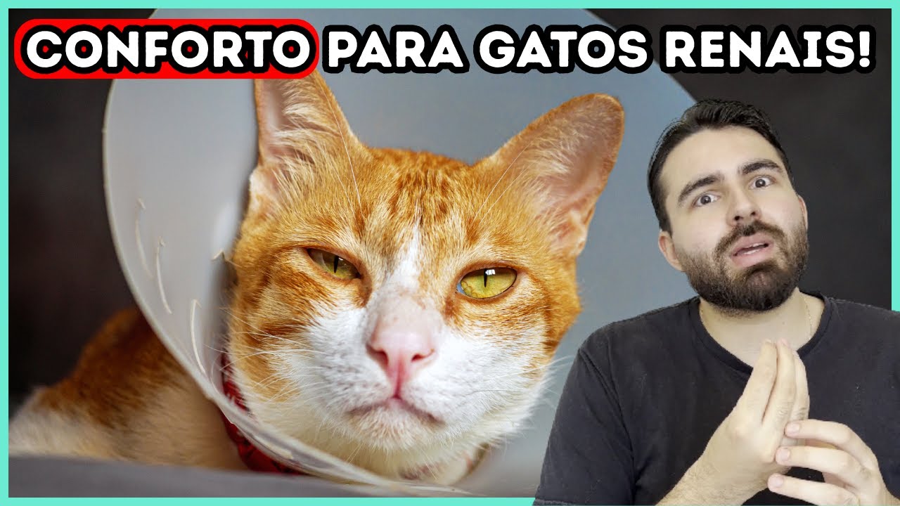 Se Seu Gato é DOENTE RENAL, Faça ISSO Para Ele Ter QUALIDADE DE VIDA!
