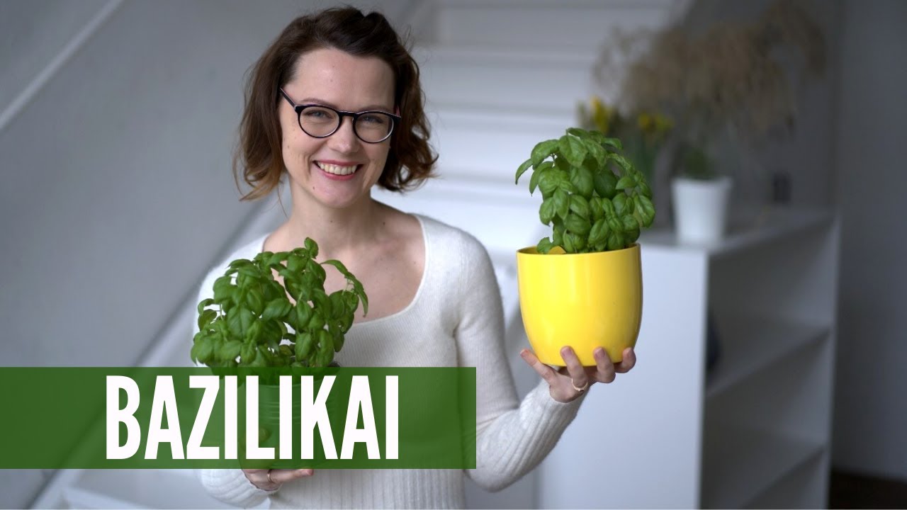 Bazilikų auginimas: nuo sėklos iki gražaus kvepiančio kero