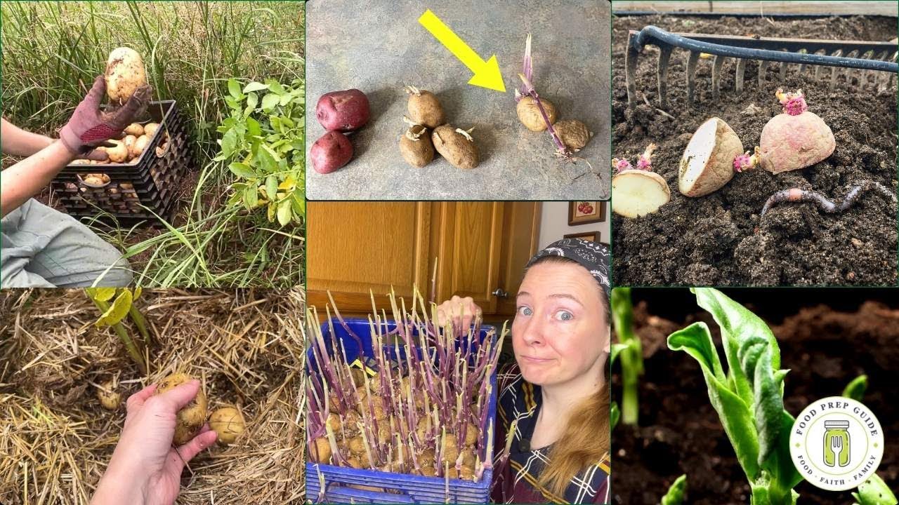 Never Throw Away Old Potatoes: Do This Instead!