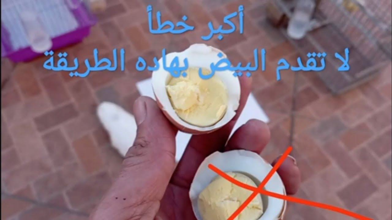 أفضل طريقة لتقديم البيض المسلوق للطيور