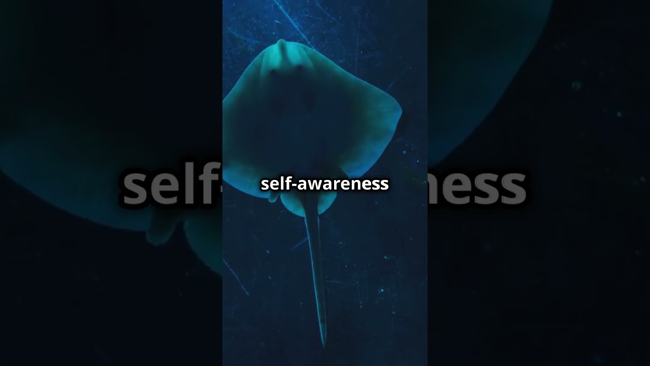 The Genius of the Sea: Unveiling the Giant Manta Ray #shorts #animals #intelligence #sea